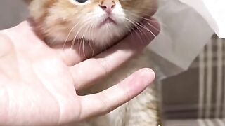 Funny cute cat