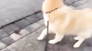 Funniest Animals 2023  Funniest Cats and PLAY THAT ARE CUTE