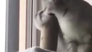 Funniest Animals 2023 ???? Funniest Cats and Dogs ???????? THAT ARE PLAY