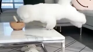 Funniest Animals 2023 ???? Funniest Cats and Dogs ???????? THAT ARE PLAY