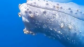 Amazing Whale Catch Fish