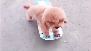 Funniest Animals 2023 ???? Funniest Cats and Dogs ???????? THAT ARE PLAY