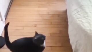 Funniest Animals 2023 ???? Funniest Cats and Dogs ???????? THAT ARE PLAY