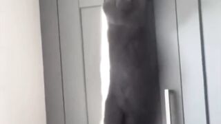 Funniest Animals 2023 ???? Funniest Cats and Dogs ???????? THAT ARE PLAY