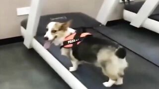 Funniest Animals 2023 ???? Funniest Cats and Dogs ???????? THAT ARE PLAY