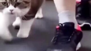 Funniest Animals 2023 ???? Funniest Cats and Dogs ???????? THAT ARE PLAY