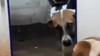 Funniest Animals 2023 ???? Funniest Cats and Dogs ???????? THAT ARE PLAY