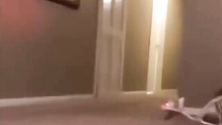 Funniest Animals 2023 ???? Funniest Cats and Dogs ???????? THAT ARE PLAY