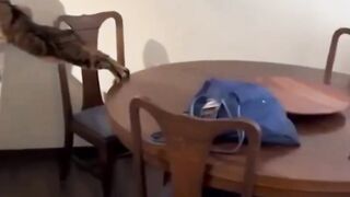 Funniest Animals 2023 ???? Funniest Cats and Dogs ???????? THAT ARE PLAY