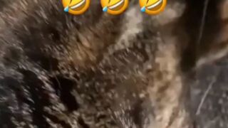 A cat with music talent unbelievable