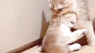 Cute kitten cats