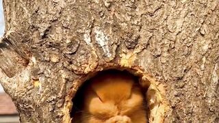 Rabbit Funny Video