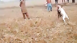 Dog fights illegal but still popular in Pakistan
