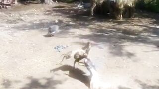 aseel and duck fight Ducks Ne Aseel Murga Ko Hara Diya