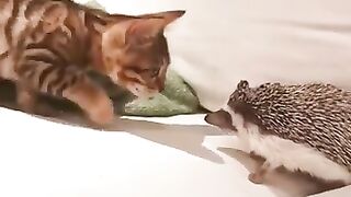 Amazing friendship between a cat and a hedgehog