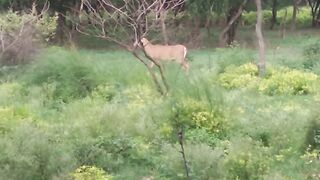 Jungle ma animal dekha ????????