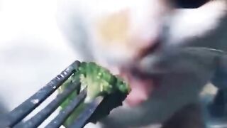 The Funniest Cat Videos on the Internet ????????