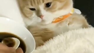 nice cat video