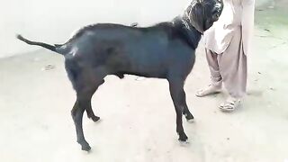 Top quality Hotal breeder Bakra _hotal beetal Bakra