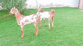 Beautiful Barbary kids in very amazing and outstanding beautiful color