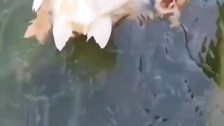you can't swim properly