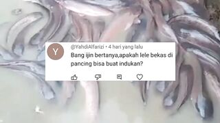 Apakah ikan lele bekas dipemancingan bisa dijadikan indukan