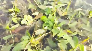 Hand Fishing