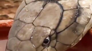 Королевская кобра пьёт воду.