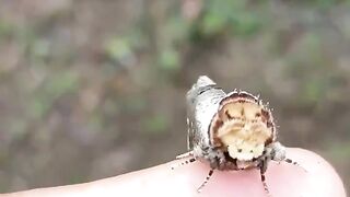 Лунка серебристая, или хохлатка-буцефал - ночная бабочка из семейства Хохлатки.