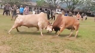 Bull Fighting Sports