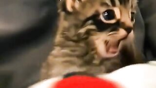 Beautiful funny cat doing funny clips