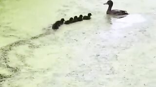 Мама-утка играет со своими утятами.