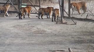 Массивный самец амурского тигра демонстрирует свое доминирование.