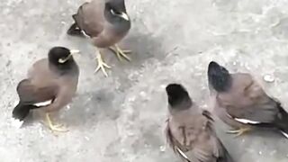 Birds amazing meeting!