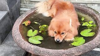 Seekor anjing kecil