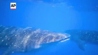 Where do whale sharks mate. The search to learn where the magic happens for the world's biggest fish.