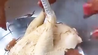 chickens eat chicken ????