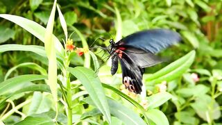Rainforest Butterflies