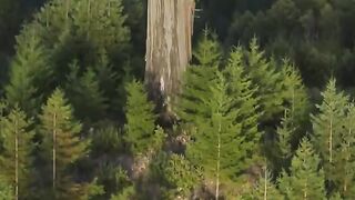 The tallest tree in the world.