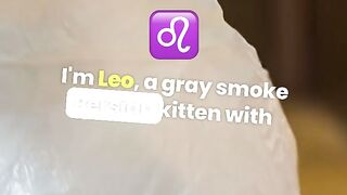 Lost Kittens sweet adventure