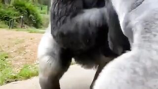 So funny friend monkey ????
