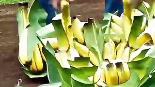 banana men ????????????