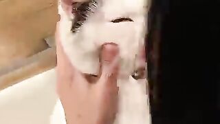 Cats't Be loving