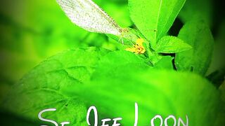 Beautiful butterfly