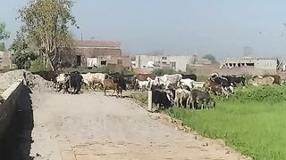 Eid ke liye bagel