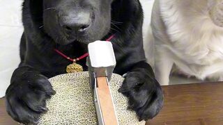 Clever Dog