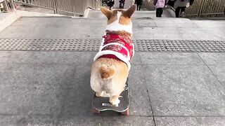 Dog run
