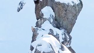 Андский кондор. The Andean Condor.