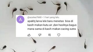 Jika punya 2 jenis pakan ini, dijamin pembenihan ikan lele lancar dan untung besar