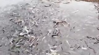 PENYEBAB WARNA TUBUH IKAN LELE BERUBAH